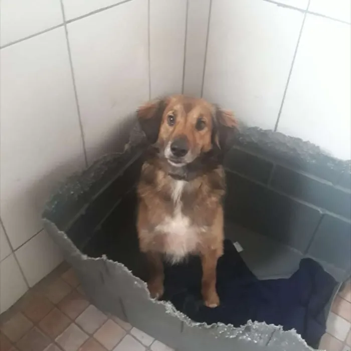 Cachorro ra a SRD idade 3 anos nome Delo