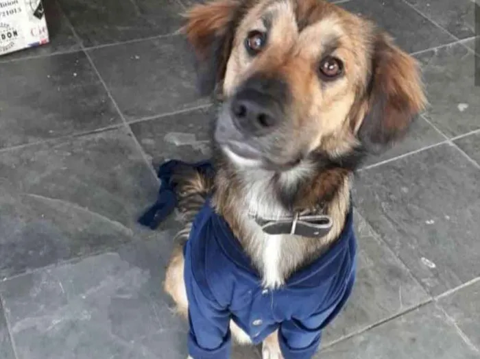 Cachorro ra a SRD idade 3 anos nome Delo