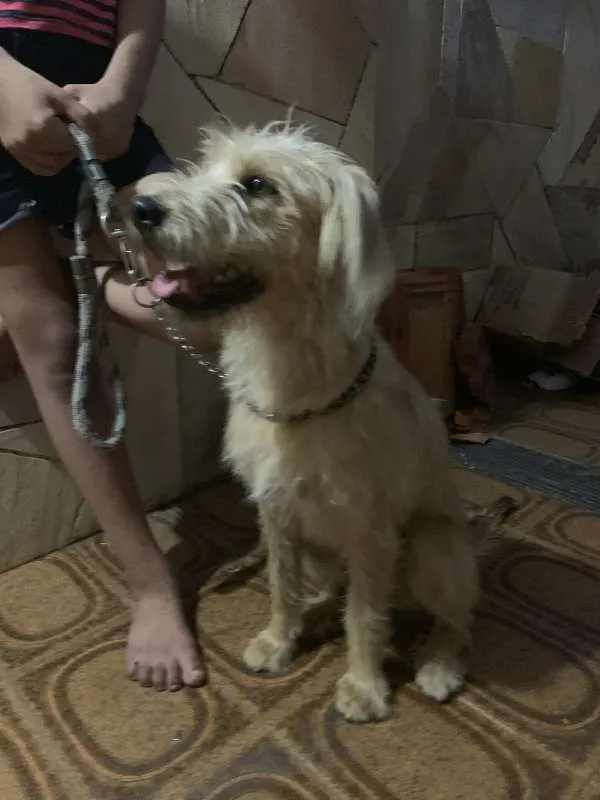 Cachorro ra a Vira Lata idade 1 ano nome Billy