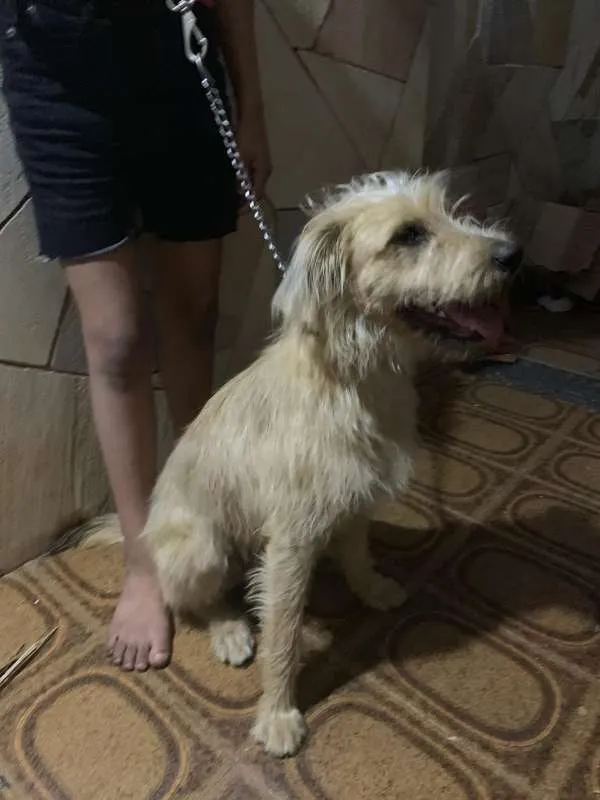 Cachorro ra a Vira Lata idade 1 ano nome Billy