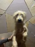 Billy