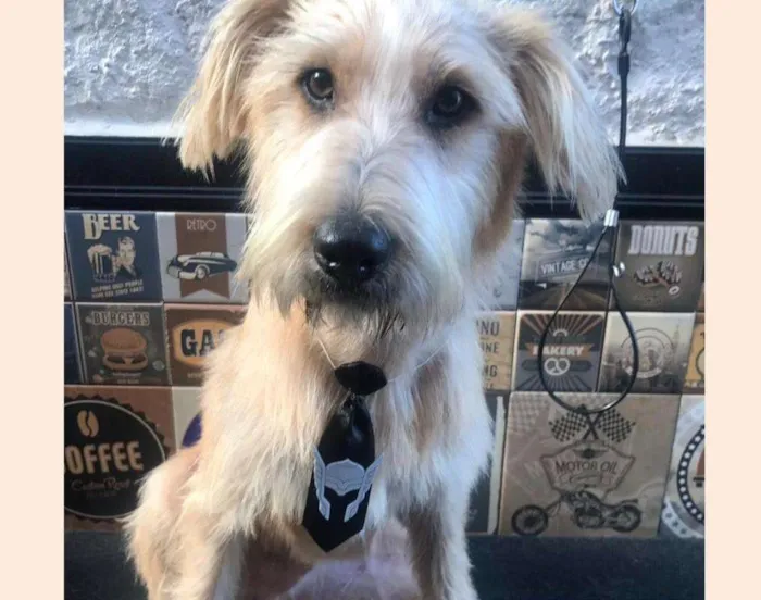 Cachorro ra a Vira Lata idade 1 ano nome Billy