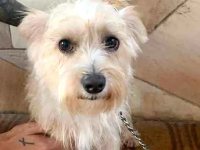 Cachorro ra a Vira Lata idade 2 anos nome Bidu