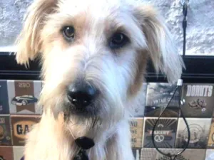 Cachorro raça Vira Lata idade 1 ano nome Billy