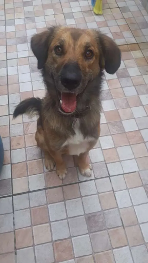 Cachorro ra a SRD idade 3 anos nome Delo