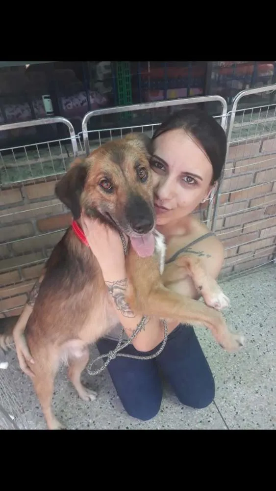 Cachorro ra a SRD idade 3 anos nome Delo