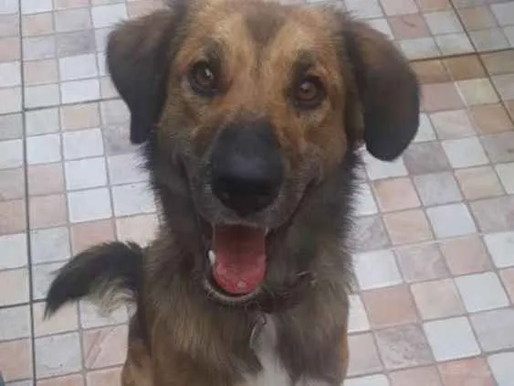 Cachorro ra a SRD idade 3 anos nome Delo