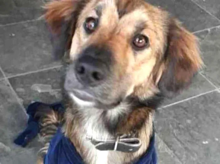 Cachorro ra a SRD idade 3 anos nome Delo