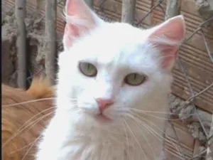 Gato raça SRD idade 7 a 11 meses nome Mingau 