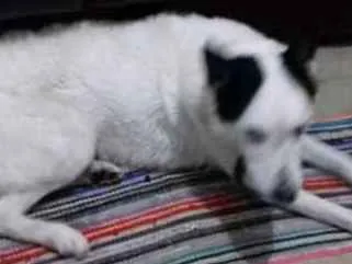 Cachorro ra a Sem raça idade 2 anos nome Bobby