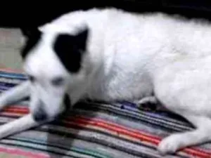 Cachorro raça Sem raça idade 2 anos nome Bobby
