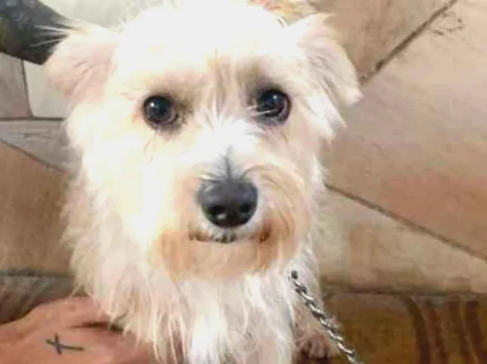 Cachorro ra a Vira Lata idade 2 anos nome Bidu