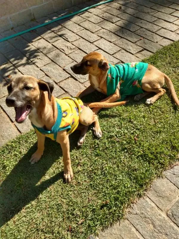 Cachorro ra a Indefinida idade 2 a 6 meses nome Ainda sem nome