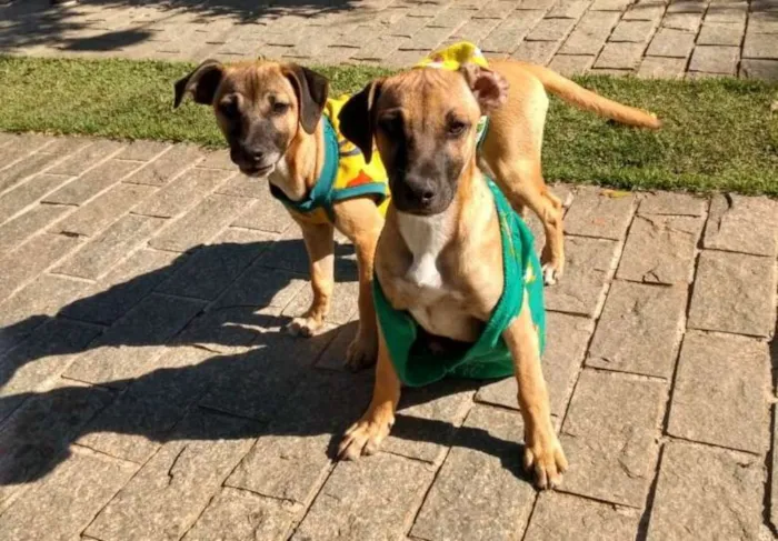 Cachorro ra a Indefinida idade 2 a 6 meses nome Ainda sem nome