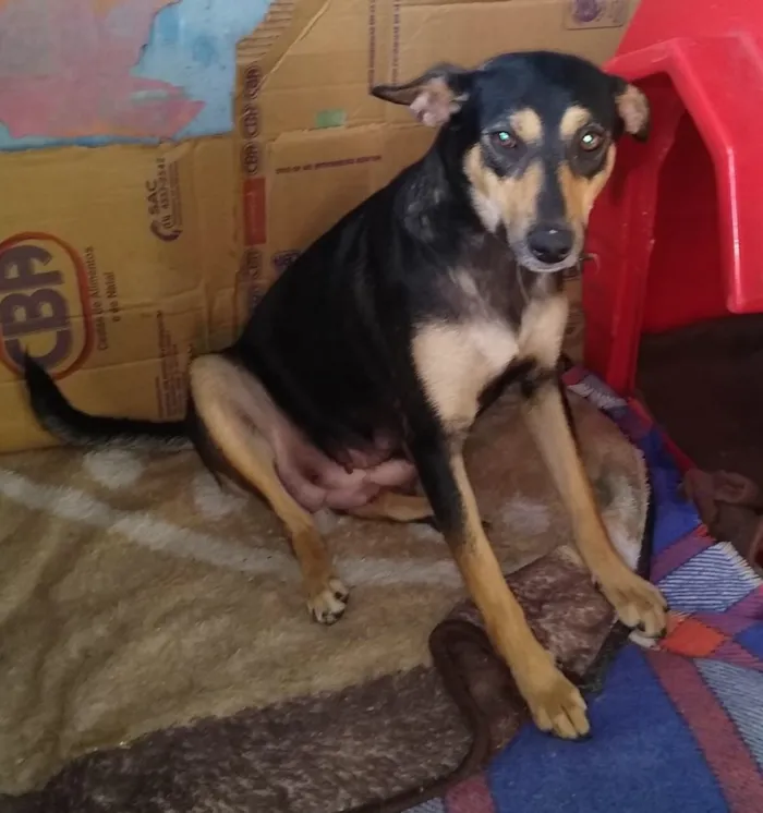 Cachorro ra a Sad lindíssima  idade 1 ano nome Kyara 1 ano linda 