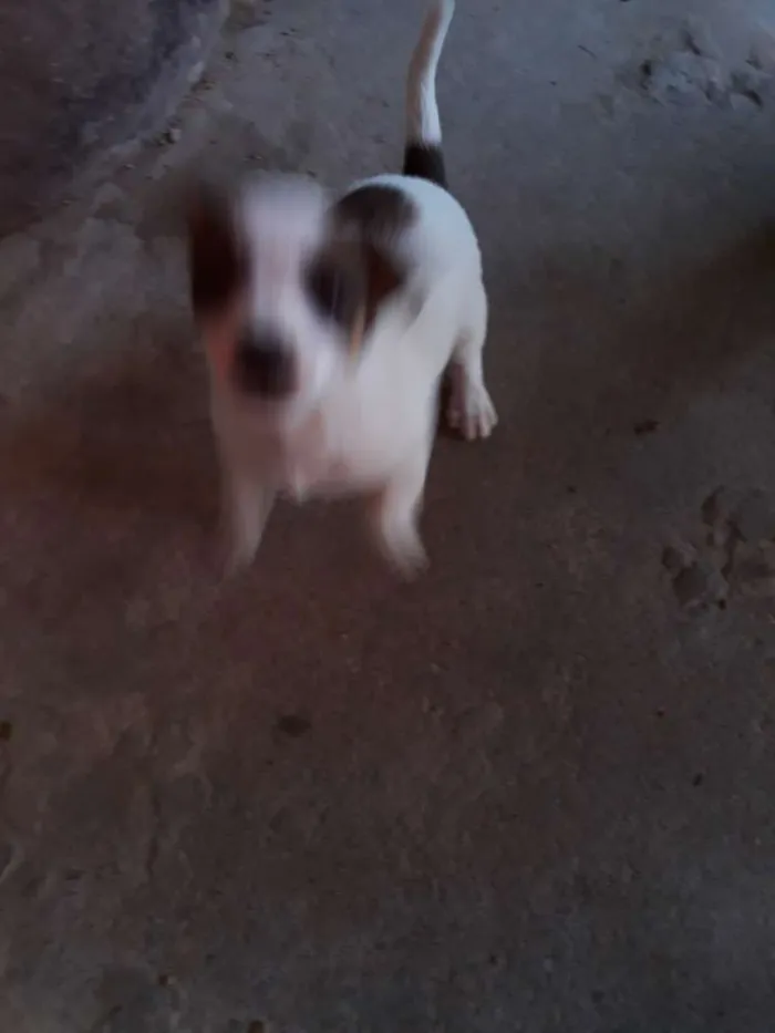 Cachorro ra a Indefinida  idade  nome Charlotte 