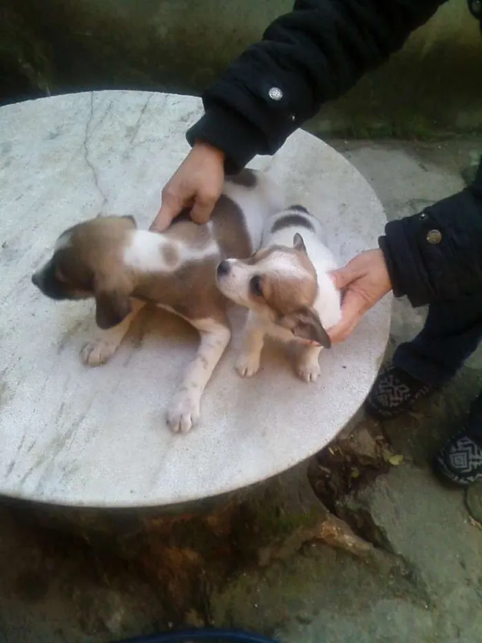 Cachorro ra a Indefinida  idade  nome Luar