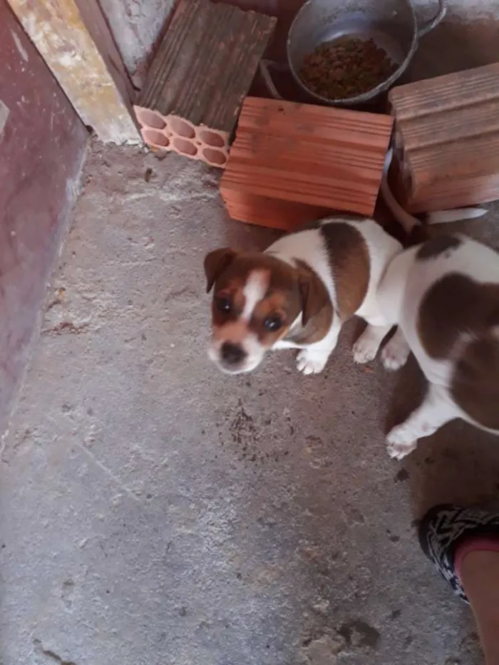Cachorro ra a Indefinida  idade  nome Luar