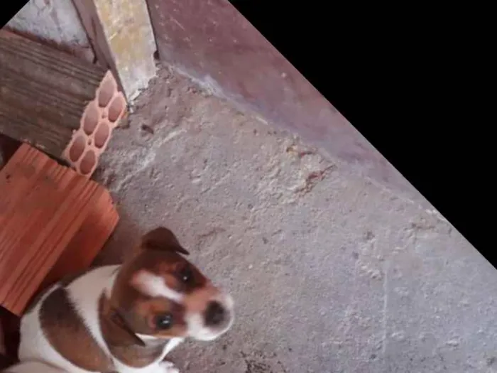 Cachorro ra a Indefinida  idade  nome Luar