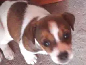 Cachorro raça Indefinida  idade  nome Luar