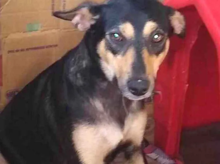Cachorro ra a Sad lindíssima  idade 1 ano nome Kyara 1 ano linda 