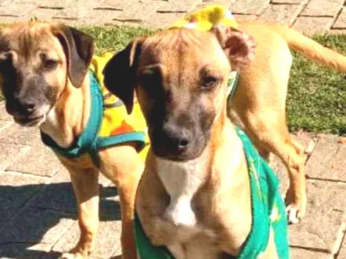Cachorro ra a Indefinida idade 2 a 6 meses nome Ainda sem nome