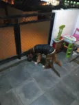 Chico 