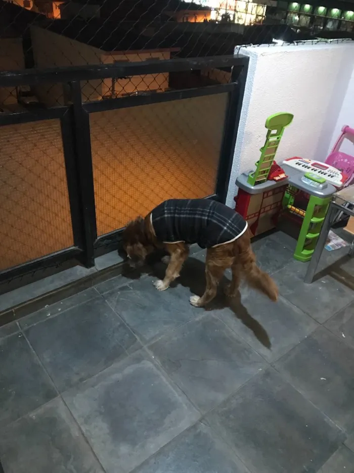 Cachorro raça Vira lata idade 6 ou mais anos nome Chico 