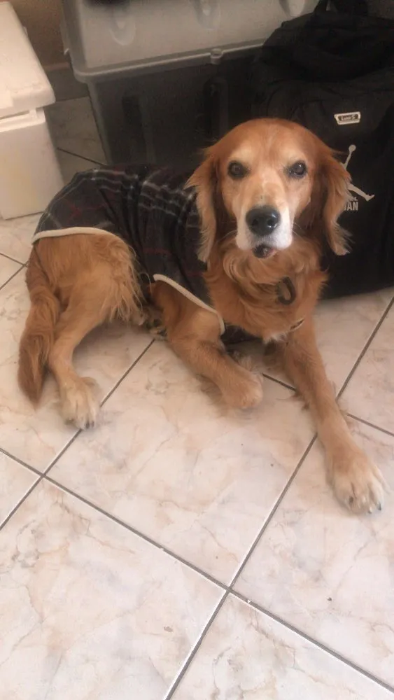 Cachorro raça Vira lata idade 6 ou mais anos nome Chico 