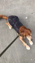 Chico 