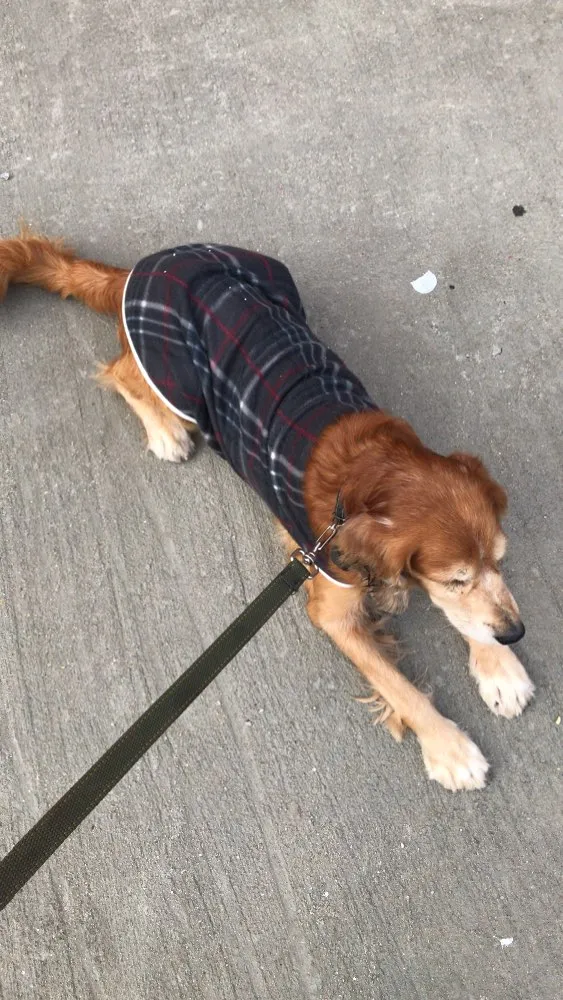 Cachorro raça Vira lata idade 6 ou mais anos nome Chico 