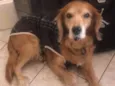 Chico 