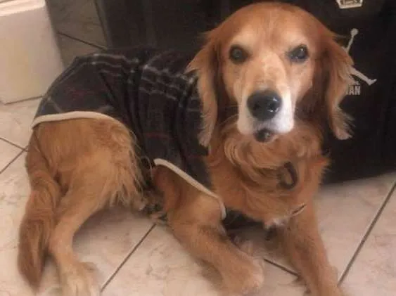 Cachorro raça Vira lata idade 6 ou mais anos nome Chico 