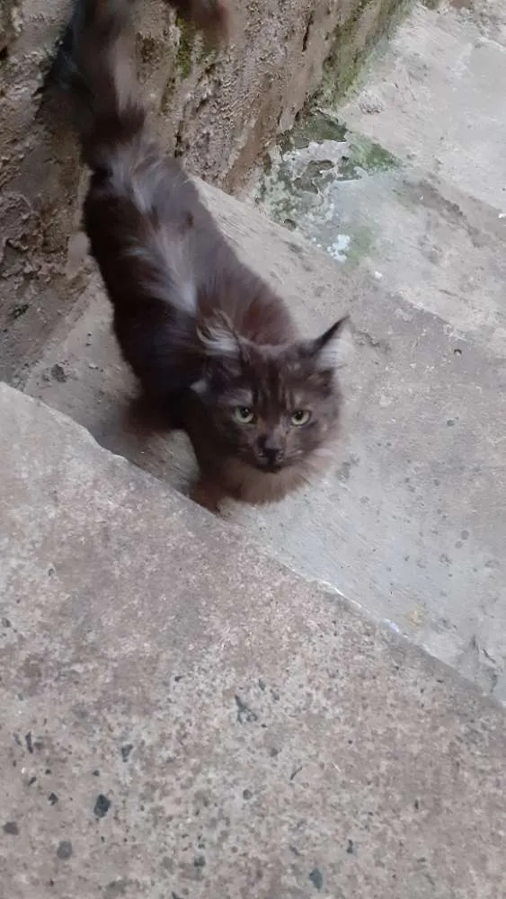 Gato ra a  idade 2 a 6 meses nome Pretinho