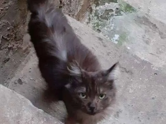 Gato ra a  idade 2 a 6 meses nome Pretinho