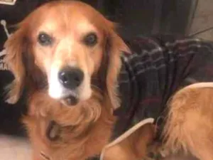 Cachorro raça Vira lata idade 6 ou mais anos nome Chico 