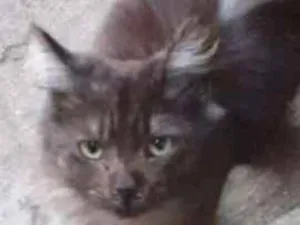 Gato raça  idade 2 a 6 meses nome Pretinho