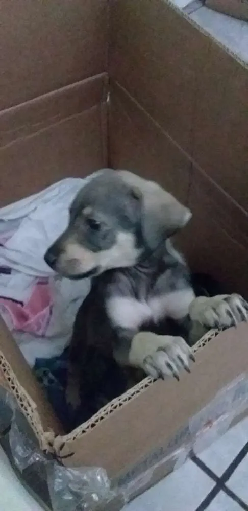 Cachorro ra a Mistura de raças indefinida  idade 2 a 6 meses nome Sem nome 