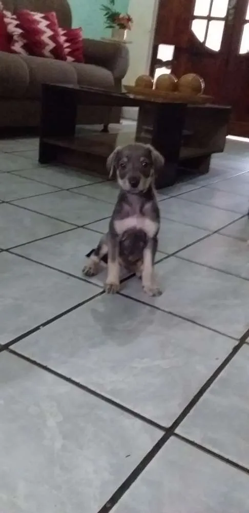 Cachorro ra a Mistura de raças indefinida  idade 2 a 6 meses nome Sem nome 