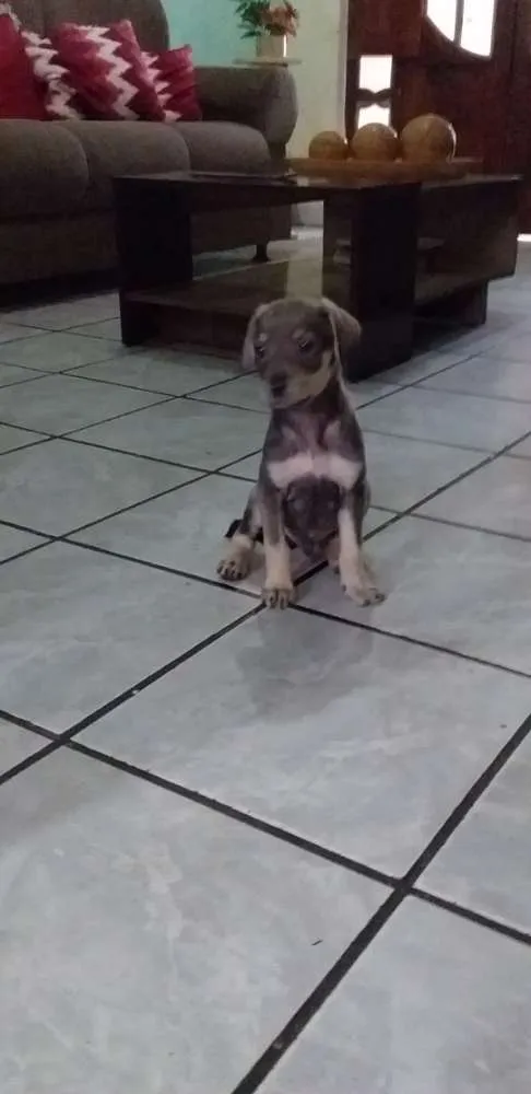 Cachorro ra a Mistura de raças indefinida  idade 2 a 6 meses nome Sem nome 