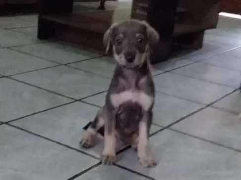 Cachorro ra a Mistura de raças indefinida  idade 2 a 6 meses nome Sem nome 