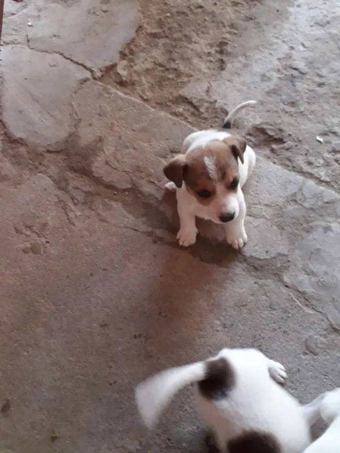 Cachorro ra a Indefinida  idade  nome Charlotte 