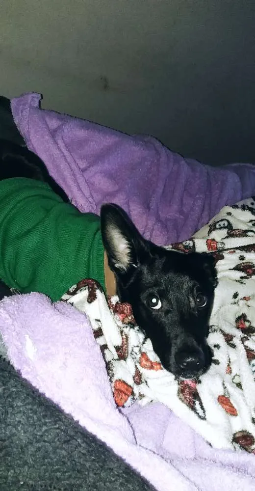 Cachorro ra a Indefinida idade 7 a 11 meses nome Max