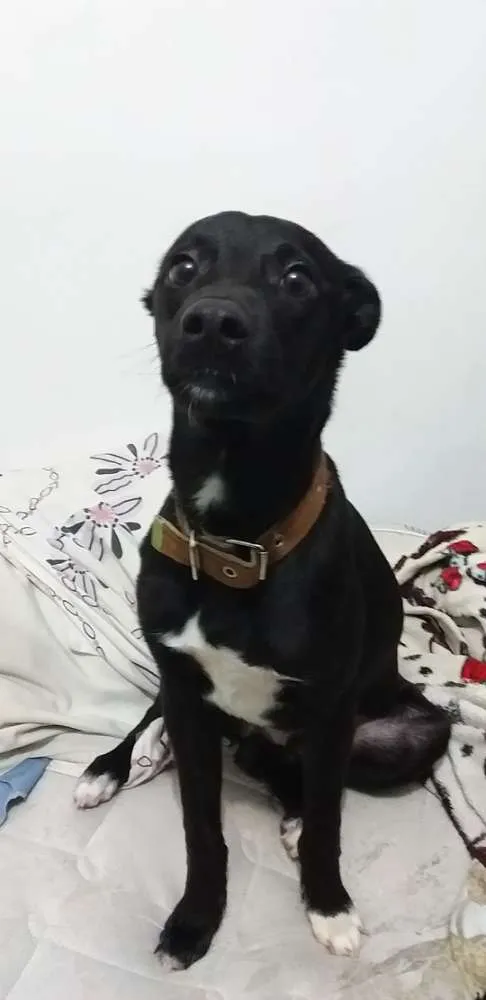 Cachorro ra a Indefinida idade 7 a 11 meses nome Max