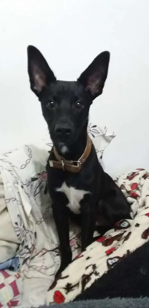 Cachorro ra a Indefinida idade 7 a 11 meses nome Max