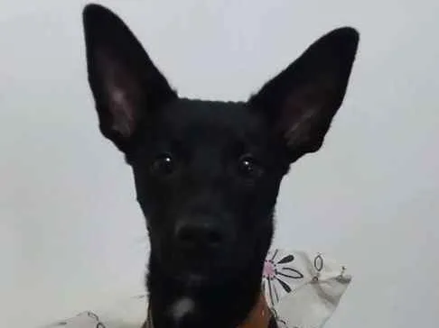 Cachorro ra a Indefinida idade 7 a 11 meses nome Max