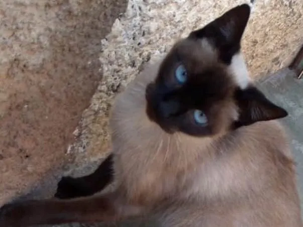 Gato ra a SRD idade 2 a 6 meses nome Zeus 
