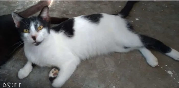 Gato ra a SRD idade 7 a 11 meses nome Mike 