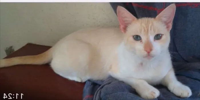 Gato ra a SRD idade 2 a 6 meses nome Fred 