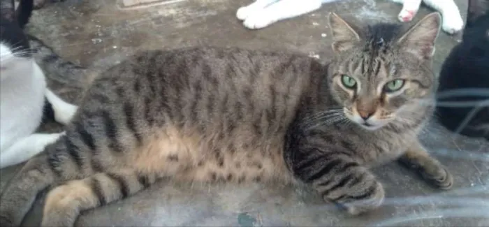 Gato ra a SRD idade 7 a 11 meses nome Charlie 